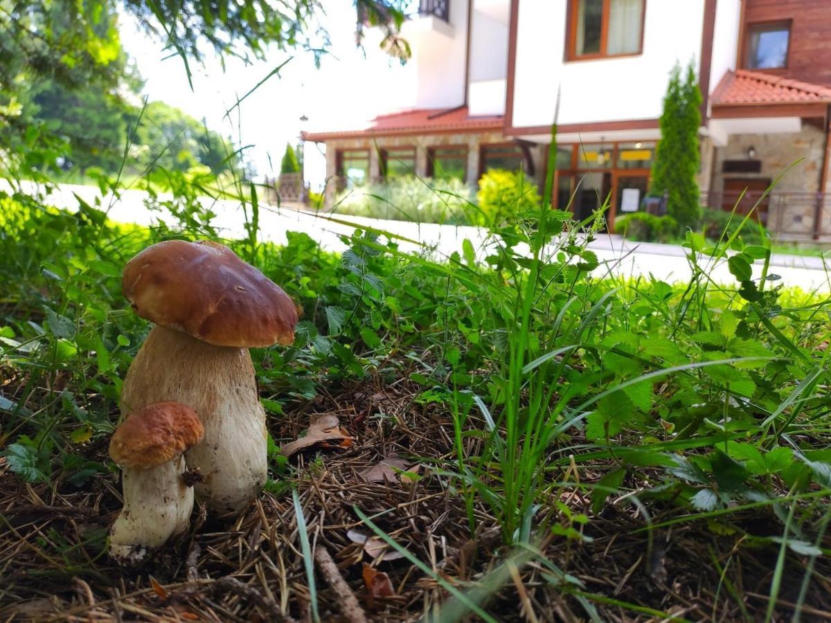 "Моето Любимо Място", Смолянски Езера - "My Favorite Place", Smolyan Lakes Kültér fotó